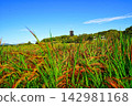 Red rice fields in Kibitsu under a clear sky 142981168