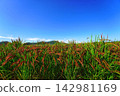 Red rice fields and clear skies in Kibitsu 142981169