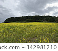 Yellow flower blooming hill 142981210