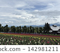 Early summer in Hokkaido: fields of flowers, lavender 142981211