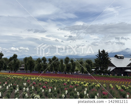 北海道初夏:花田,薰衣草 北海道初夏:花田,薰衣草 142981211