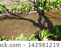 Skunk cabbage blooming by the river 01 142981219