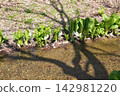 Skunk cabbage blooming by the river 02 142981220