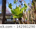 New hydrangea leaves 01 142981290