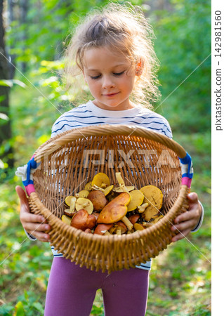 Young girl collecting mushrooms in wicker basket during forest walk. Mushroom picking encourages children to explore nature and learn about seasonal food Young girl collecting mushrooms in wicker basket during forest walk. Mushroom picking encourages children to explore nature and learn about seasonal food 142981560