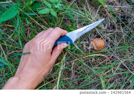 Hands cutting Suillus mushroom with knife while foraging in forest. Careful mushroom picking represents seasonal harvesting and gathering wild food from nature 142981564