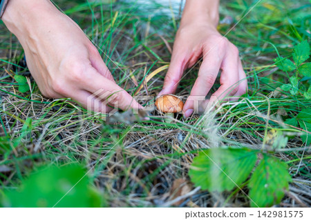Hands cutting Suillus mushroom with knife while foraging in forest. Careful mushroom picking represents seasonal harvesting and gathering wild food from nature Hands cutting Suillus mushroom with knife while foraging in forest. Careful mushroom picking represents seasonal harvesting and gathering wild food from nature 142981575