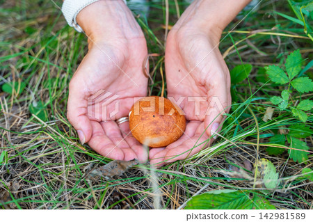 Hands holding freshly picked Suillus mushroom in forest. Wild mushroom harvest represents foraging, seasonal food gathering and connection with nature Hands holding freshly picked Suillus mushroom in forest. Wild mushroom harvest represents foraging, seasonal food gathering and connection with nature 142981589