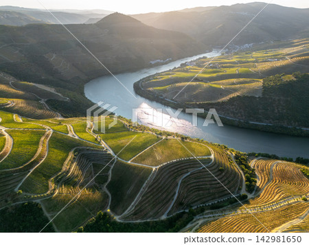 Douro River sunset over vineyard terraces in Douro Valley 142981650