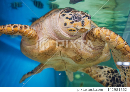 Sea turtle swimming in an aquarium tank Sea turtle swimming in an aquarium tank 142981862