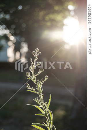 Delicate wildflower stems and tiny buds illuminated by golden backlighting against a soft bokeh background. Delicate wildflower stems and tiny buds illuminated by golden backlighting against a soft bokeh background. 142981904