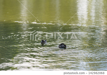 tufted duck on a water surface in summer tufted duck on a water surface in summer 142982068
