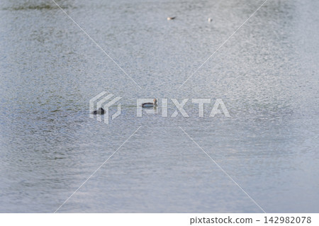 Great crested grebe family on a pond on a summer day Great crested grebe family on a pond on a summer day 142982078