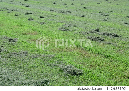 為草坪過冬做準備(防止割草) 為草坪過冬做準備(防止割草) 142982192