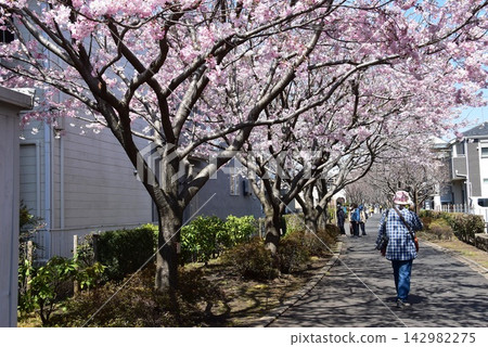 神奈川縣座間市相模丘中吉道上的「櫻花百花之道」上,早春盛開的櫻花正值盛開。 神奈川縣座間市相模丘中吉道上的「櫻花百花之道」上,早春盛開的櫻花正值盛開。 142982275