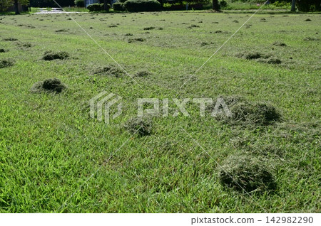 Preparing the lawn for winter (preventing mowing) Preparing the lawn for winter (preventing mowing) 142982290