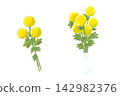 Yellow ping pong chrysanthemum (ping pong chrysanthemum), chrysanthemum plant illustration 142982376