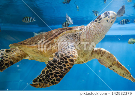 一隻海龜在水族箱裡和魚兒玩耍。 一隻海龜在水族箱裡和魚兒玩耍。 142982379
