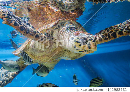 一隻海龜在水族箱裡勤奮地捕獵。 一隻海龜在水族箱裡勤奮地捕獵。 142982381