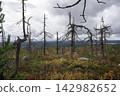 Skeletons of twisted, dead trees in the autumn taiga 142982652