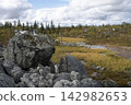 Large lichen-covered granite boulders in an autumn forest 142982653