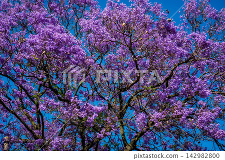 Jacaranda tree in full bloom spreads vibrant purple flowers in Lisbon Jacaranda tree in full bloom spreads vibrant purple flowers in Lisbon 142982800
