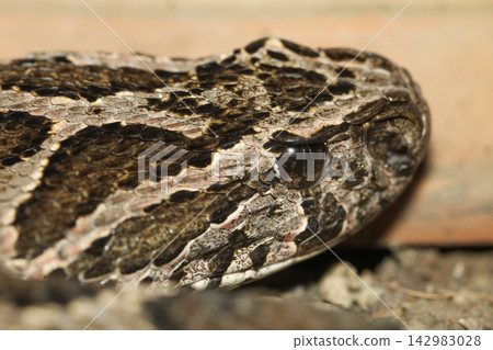 Extreme macro close-up of viper snake head with detailed scales and vertical pupil eye, brown and black camouflage pattern texture 142983028