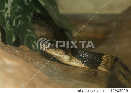 Close-up of black and yellow banded snake head resting on rock with green leaf background, reptile wildlife portrait Close-up of black and yellow banded snake head resting on rock with green leaf background, reptile wildlife portrait 142983029