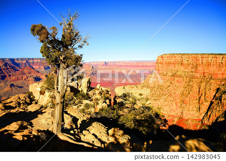 Grand Canyon Arizona Grand Canyon Arizona 142983045