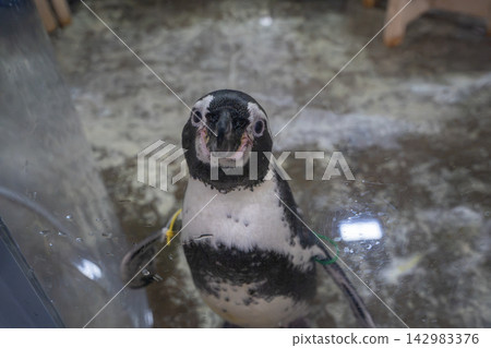 A penguin that looks back when you peer down at it from above. A penguin that looks back when you peer down at it from above. 142983376