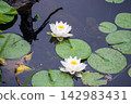漂浮在水的蓮花 142983431