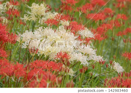 紅色和白色群阿瑪麗利斯 紅色和白色群阿瑪麗利斯 142983460