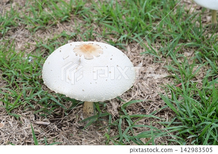 毒蘑菇 *Macrolepiota procera*(傘菌科) 毒蘑菇 *Macrolepiota procera*(傘菌科) 142983505