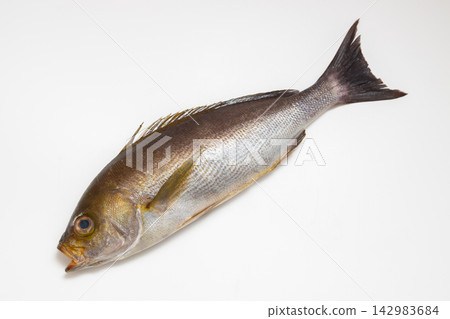 Stock photo of a grunt fish on a white background. Stock photo of a grunt fish on a white background. 142983684
