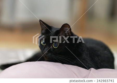 黑貓 黑貓 142983741