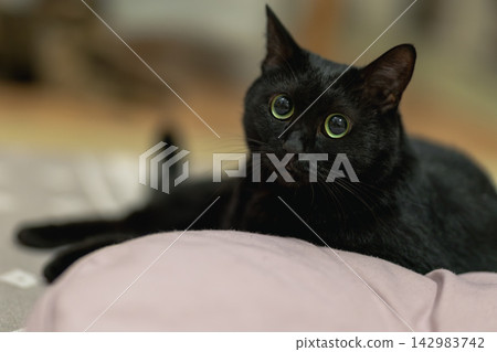 黑貓 黑貓 142983742