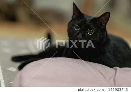 黑貓 黑貓 142983743