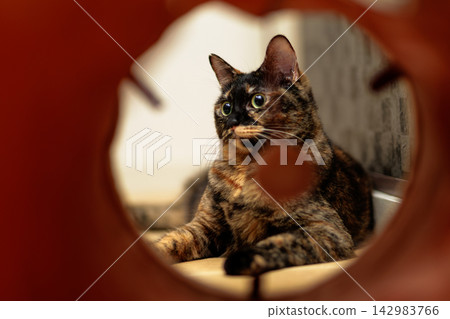 Sabi cat Sabi cat 142983766