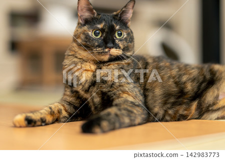 Sabi cat Sabi cat 142983773