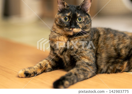 Sabi cat Sabi cat 142983775