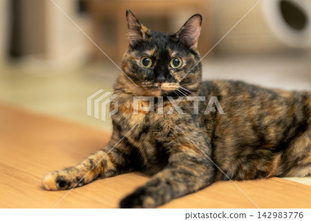 Sabi cat Sabi cat 142983776