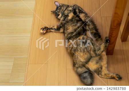 Sabi cat Sabi cat 142983780