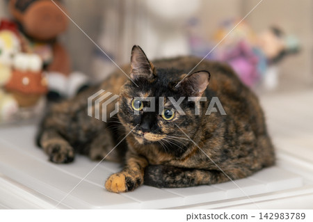 Sabi cat Sabi cat 142983789