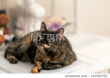 Sabi cat Sabi cat 142983791