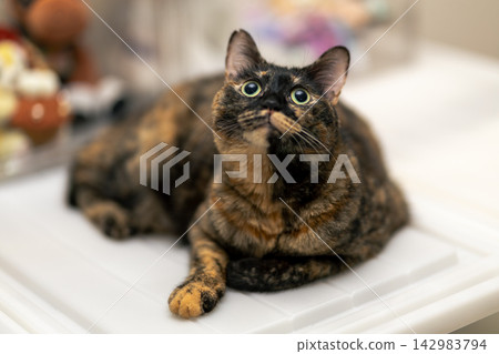 Sabi cat Sabi cat 142983794