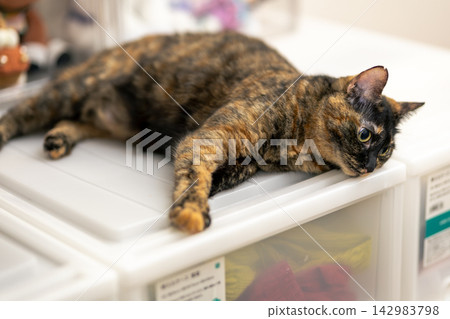 Sabi cat Sabi cat 142983798