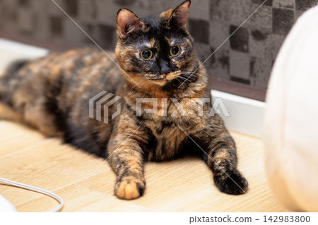 Sabi cat Sabi cat 142983800