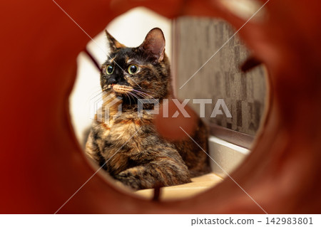 Sabi cat Sabi cat 142983801