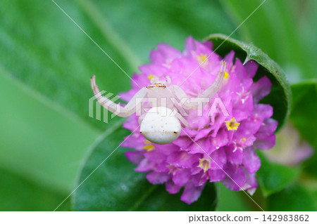 一隻蜘蛛在千日紅花上等待獵物。 142983862