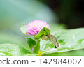 一隻日本雪蛛捕獲了一隻日本藍蝶。 142984002